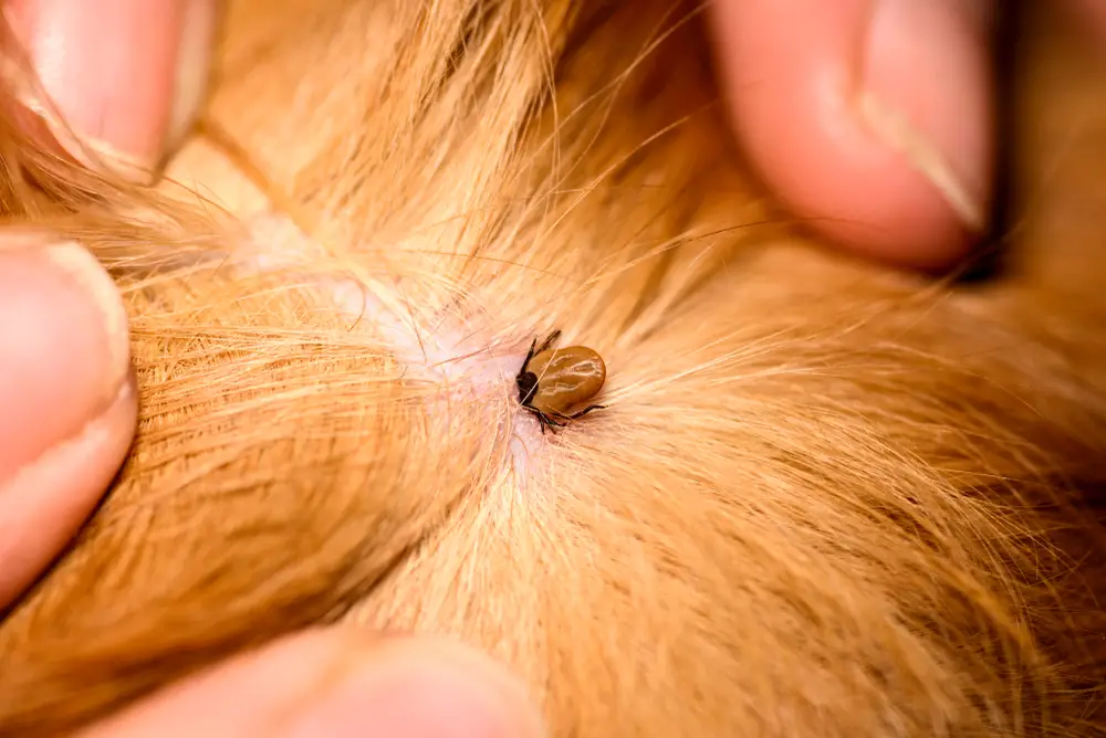Can a Human Get Worms from a Puppy?