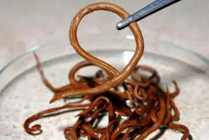 Can a Human Get Worms from a Puppy?