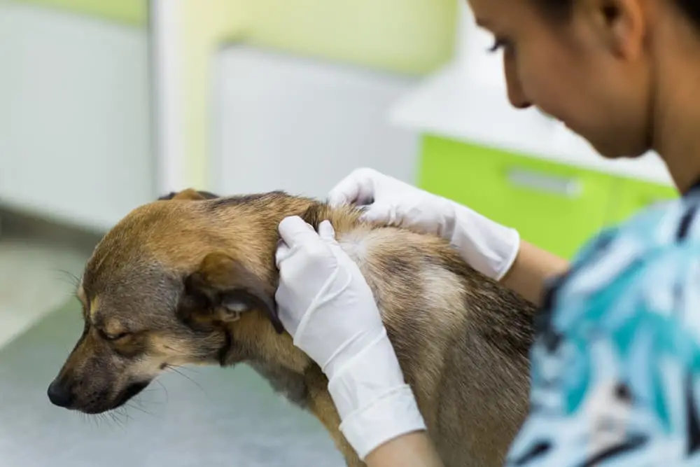 Can a Human Get Worms from a Puppy?