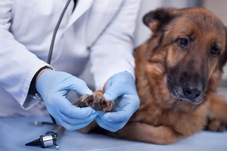 Can a Human Get Worms from a Puppy?