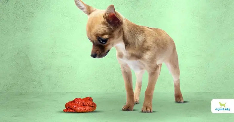 Can a Human Get Worms from a Puppy?