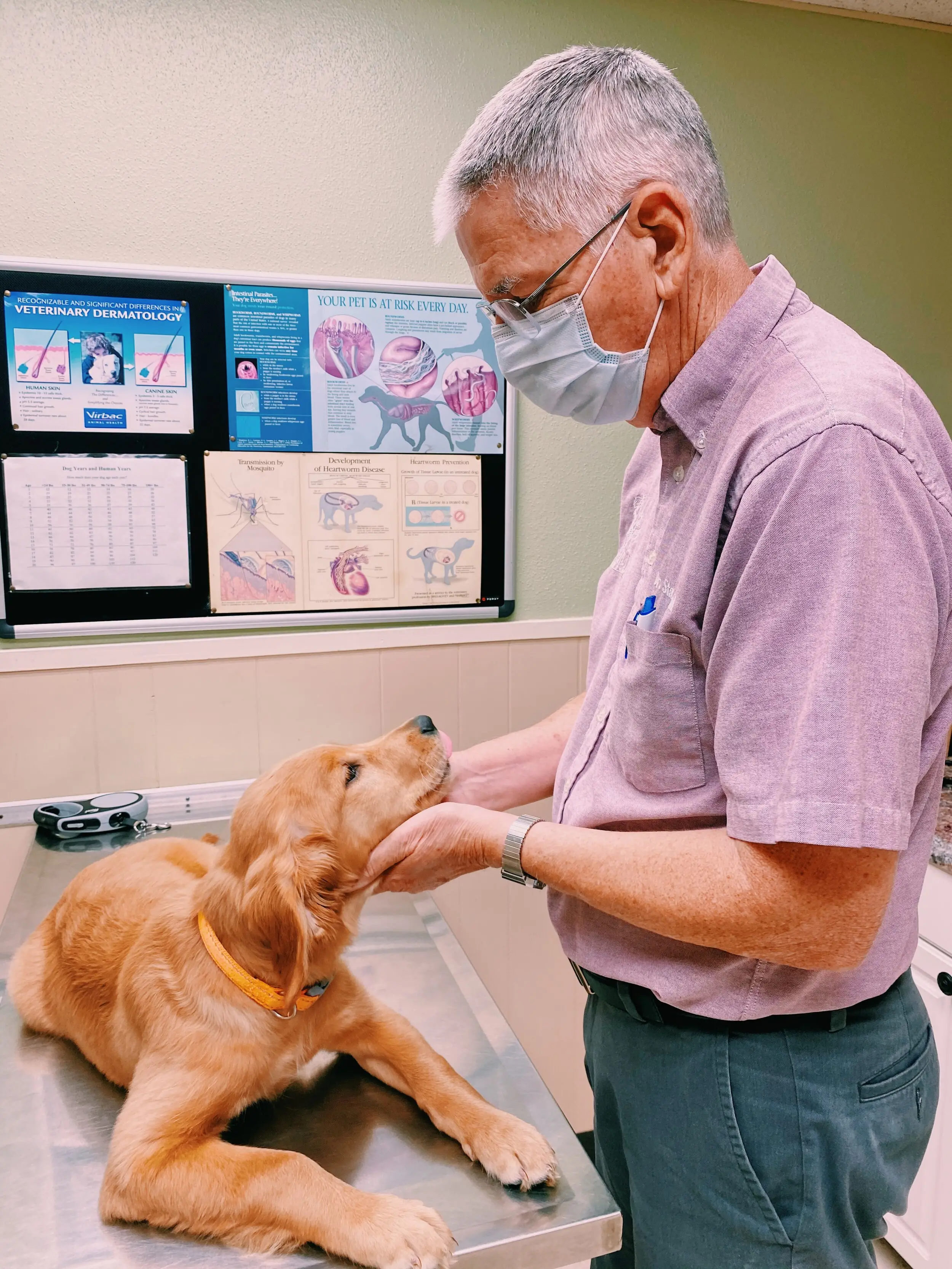 Can a Human Get Worms from a Puppy?