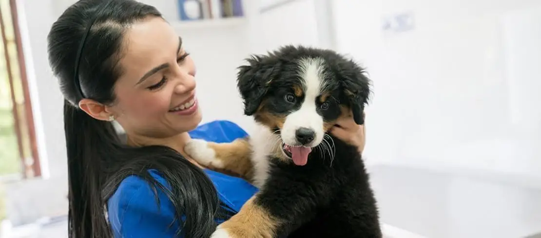 Can a Dog with Worms Pass It on to Humans?
