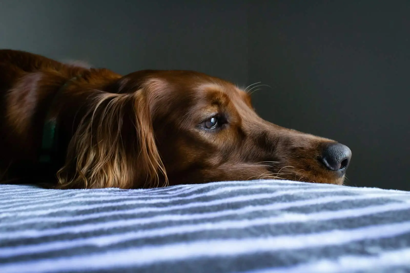 Can a Dog with Worms Pass It on to Humans?