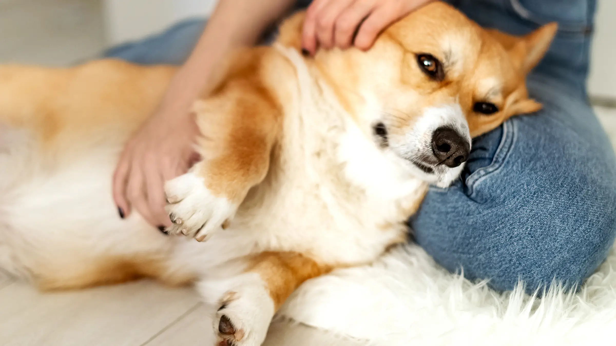 Can a Dog with Worms Pass It on to Humans?