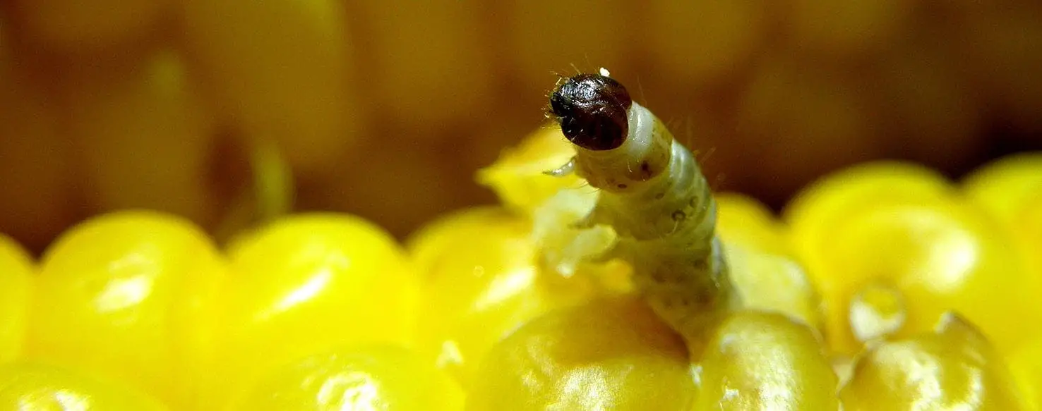 Can a Dog with Worms Pass It on to Humans?
