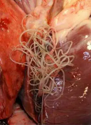 Can a Dog with Worms Pass It on to Humans?