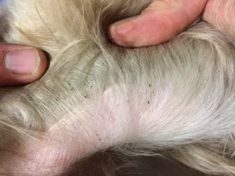 Can a Dog with Worms Pass It on to Humans?