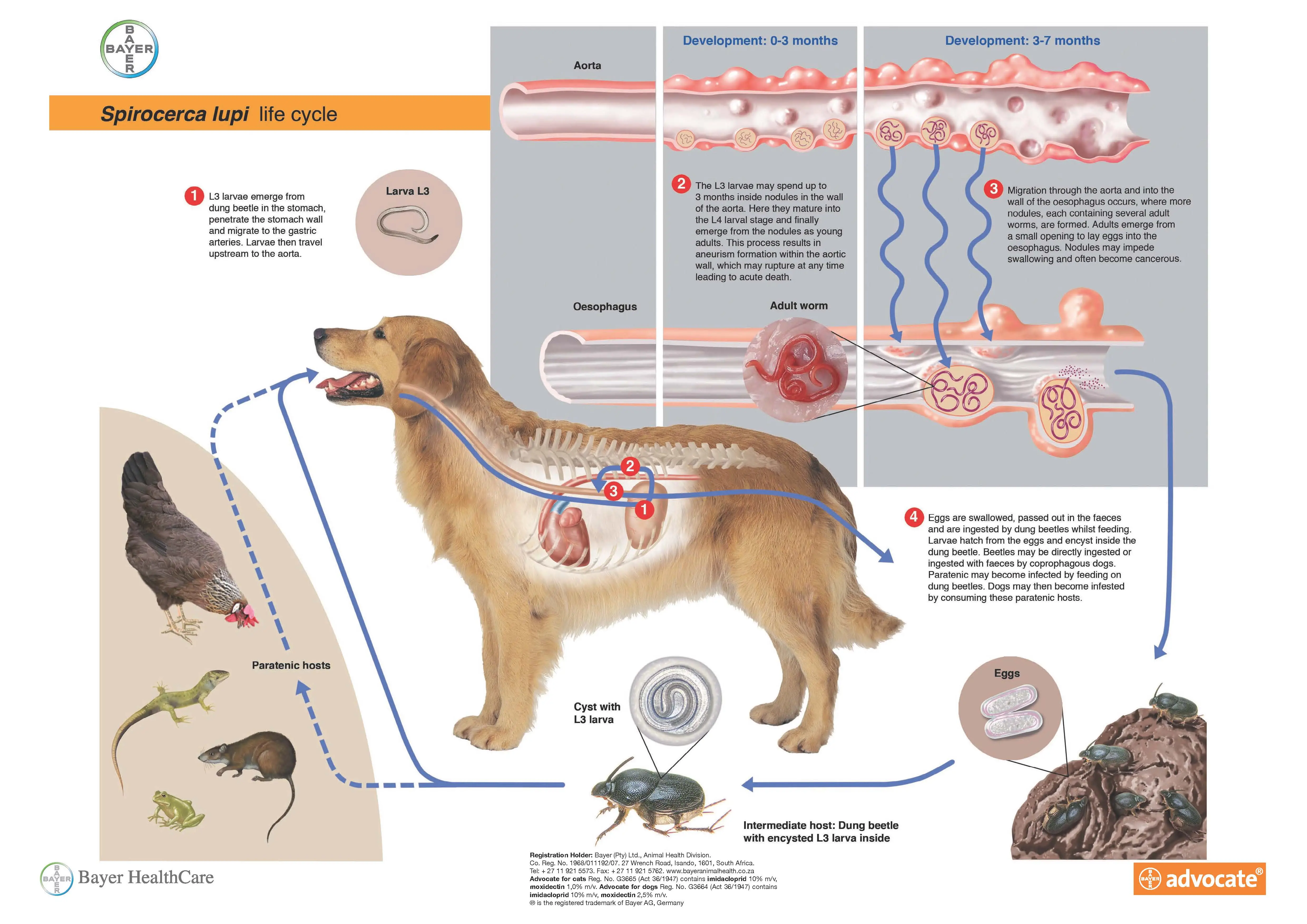 Can a Dog with Worms Pass It on to Humans?