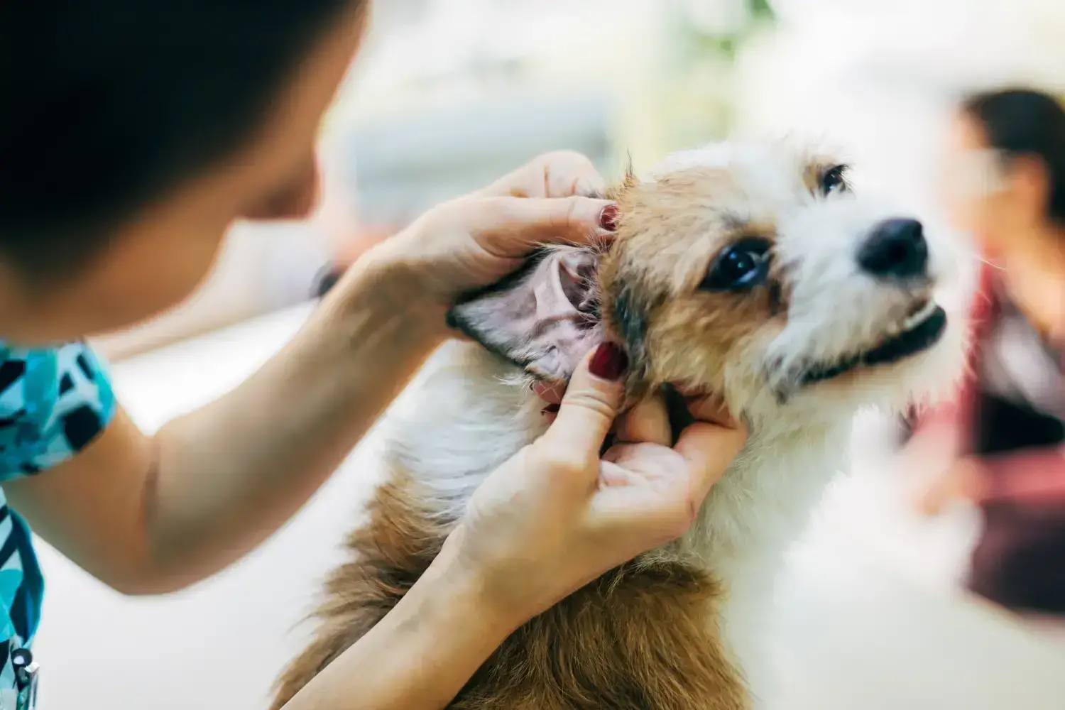 10 Best Medicine for Ear Mites in Dogs for 2024