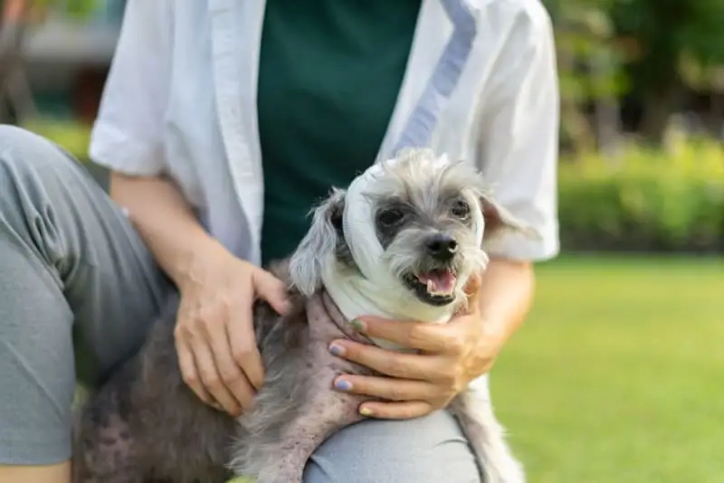 10 Best Medicine for Ear Mites in Dogs for 2024