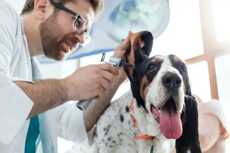 10 Best Medicine for Ear Mites in Dogs for 2024
