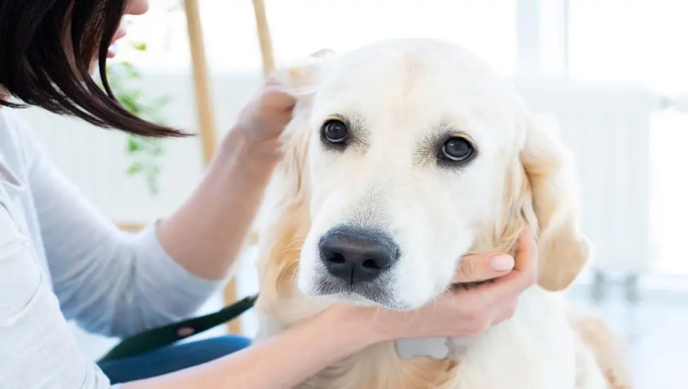 10 Best Medicine for Ear Mites in Dogs for 2024