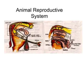 Reproductive System of the Female Dog