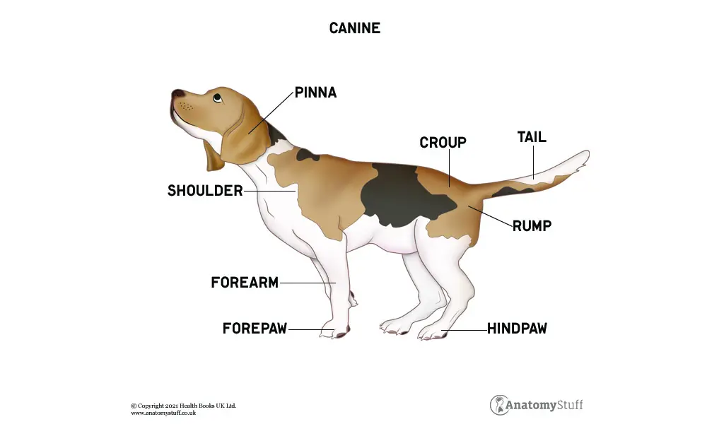 Reproductive System of the Female Dog
