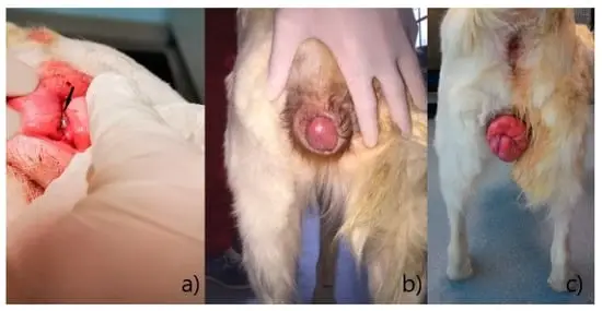 Reproductive System of the Female Dog