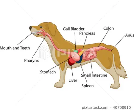 Reproductive System of the Female Dog