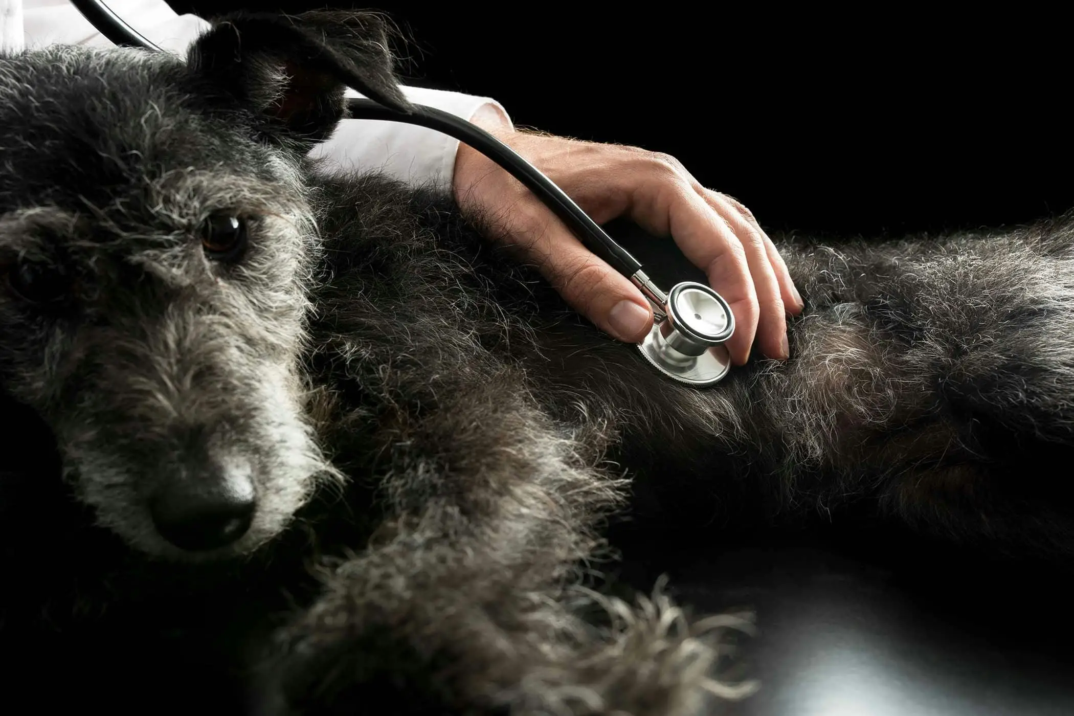 Reproductive System of the Female Dog