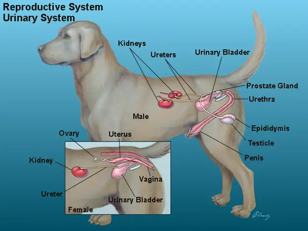 Reproductive System of the Female Dog