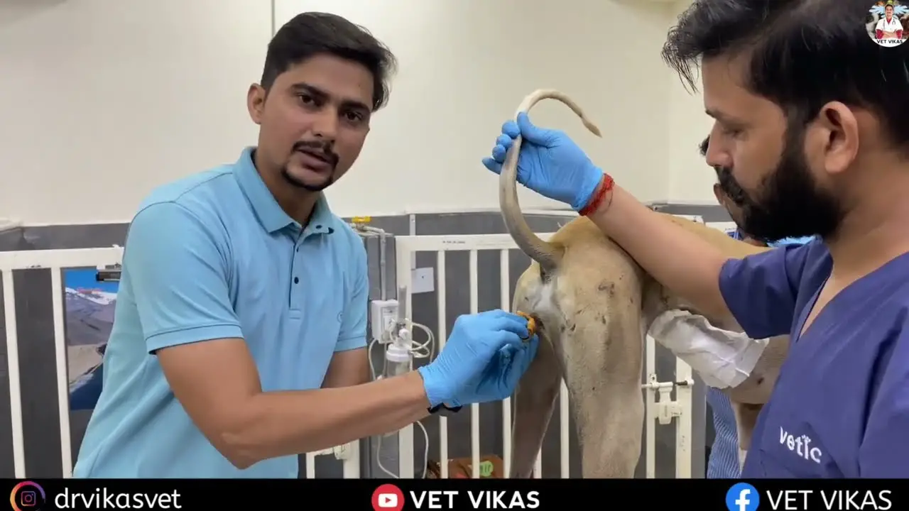 Reproductive System of the Female Dog