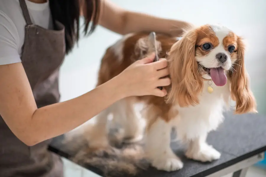 Reproductive System of the Female Dog