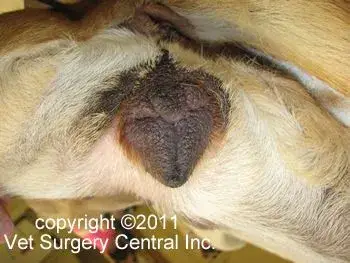 Reproductive System of the Female Dog