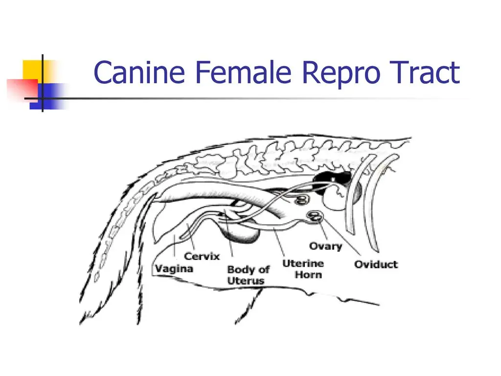 Reproductive System of the Female Dog