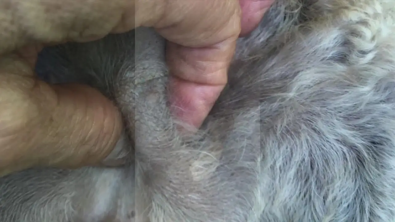 Reproductive System of the Female Dog