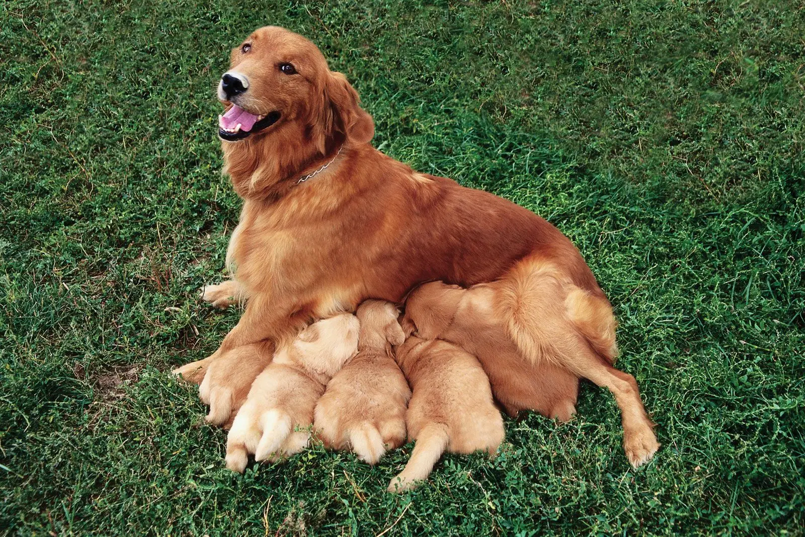 Reproductive System of the Female Dog