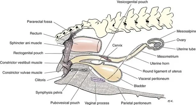 Unveiling the Mystery A Comprehensive Guide to Female Dog Genital Anatomy