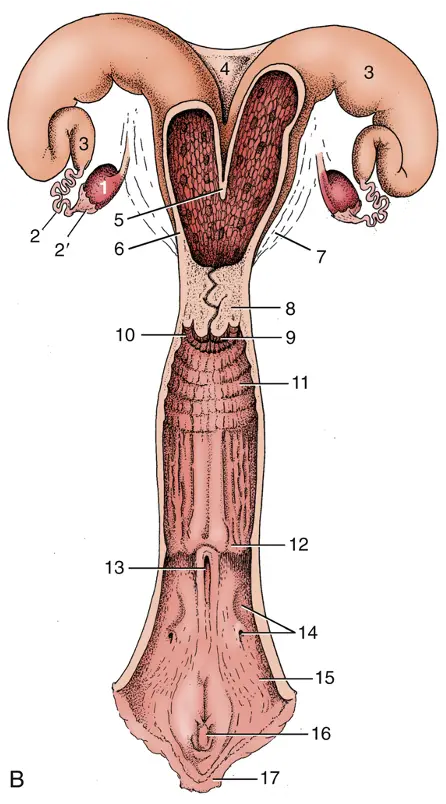 Unveiling the Mystery A Comprehensive Guide to Female Dog Genital Anatomy