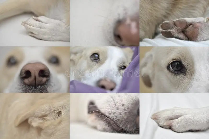 Unveiling the Mystery A Comprehensive Guide to Female Dog Genital Anatomy