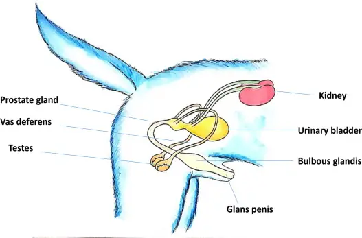 Unveiling the Mystery A Comprehensive Guide to Female Dog Genital Anatomy
