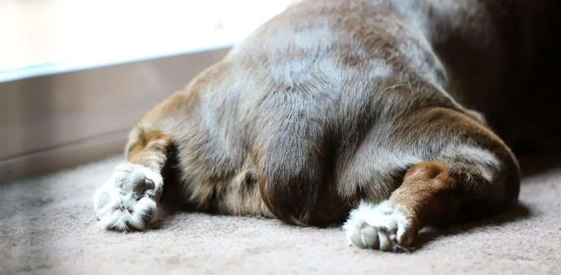Unveiling the Mystery A Comprehensive Guide to Female Dog Genital Anatomy