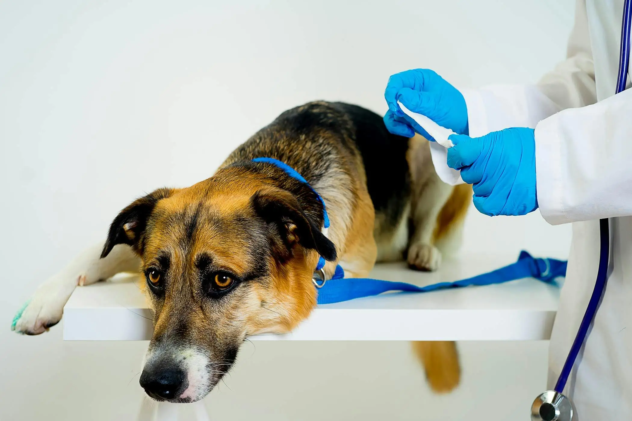 Unveiling the Mystery A Comprehensive Guide to Female Dog Genital Anatomy