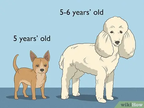 Unveiling the Mystery A Comprehensive Guide to Female Dog Genital Anatomy