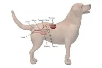 Unveiling the Mystery A Comprehensive Guide to Female Dog Genital Anatomy