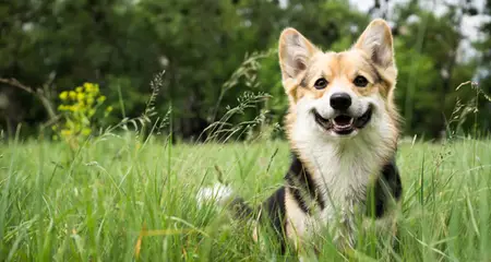Unveiling the Mystery A Comprehensive Guide to Female Dog Genital Anatomy