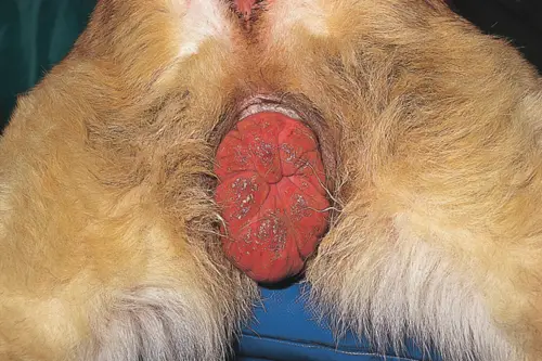 Unveiling the Mystery A Comprehensive Guide to Female Dog Genital Anatomy