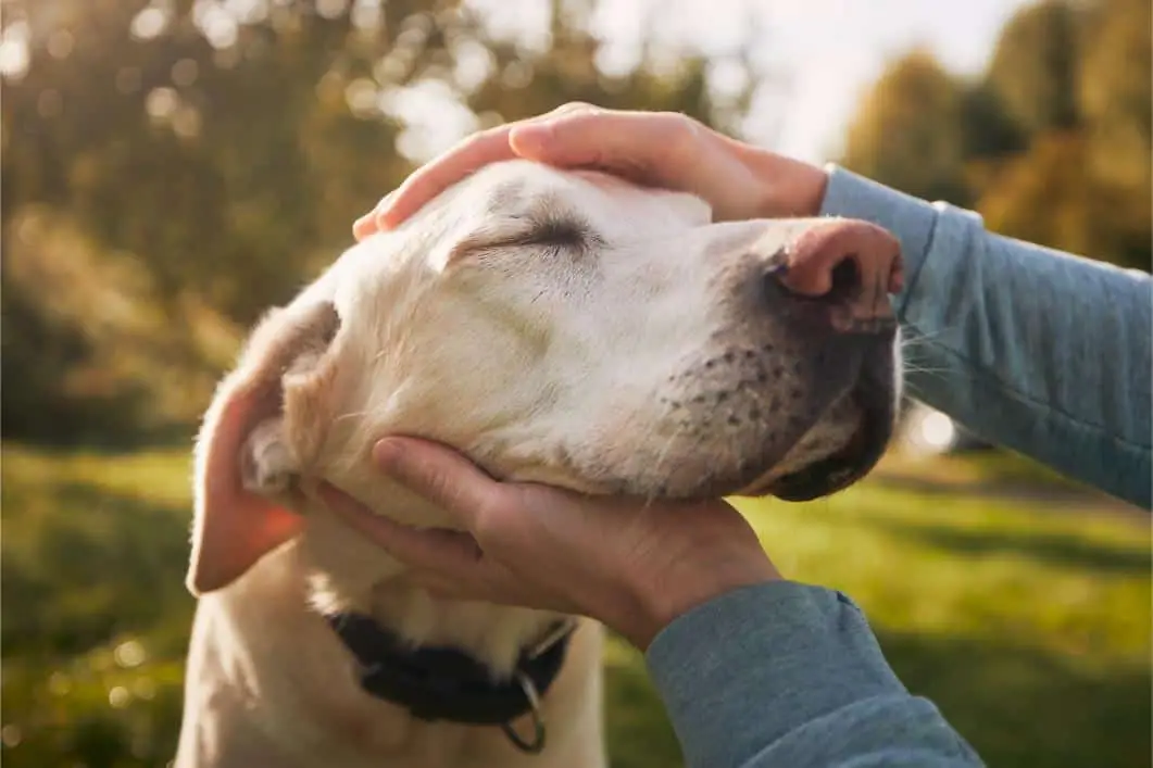 What is the Age of a Senior Dog?