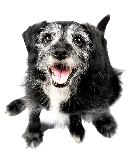 What is the Age of a Senior Dog?