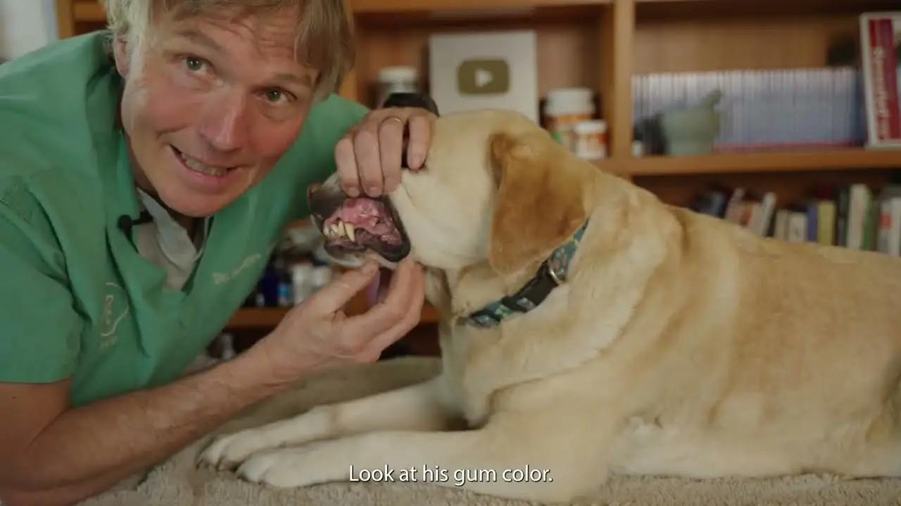 What is the Age of a Senior Dog?