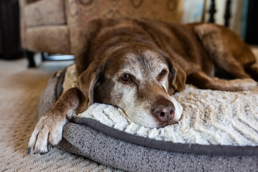 What is the Age of a Senior Dog?