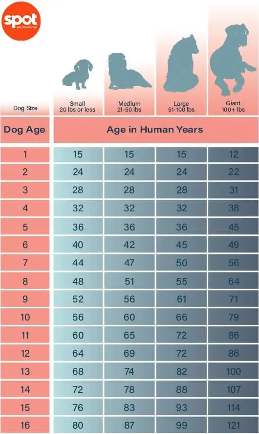 What is the Age of a Senior Dog?