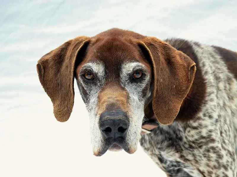 What is the Age of a Senior Dog?