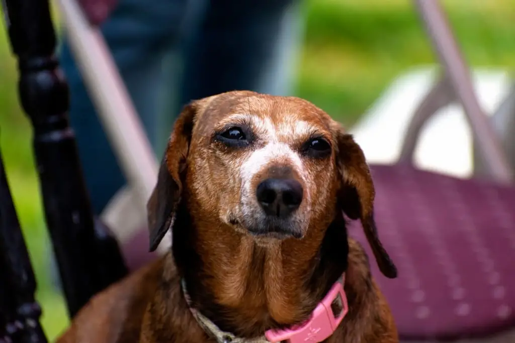 What is the Age of a Senior Dog?
