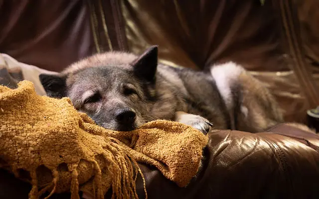 What is the Age of a Senior Dog?