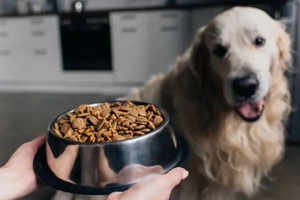 What is the Age of a Senior Dog?