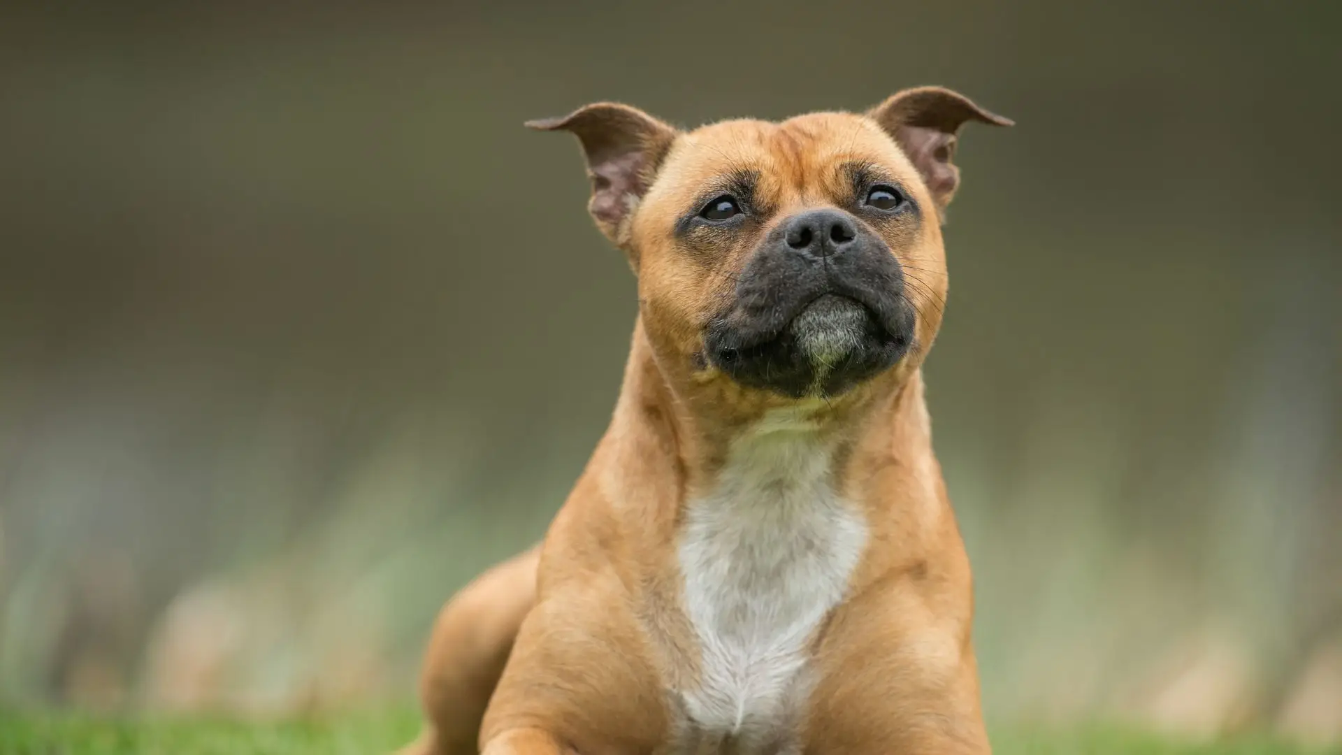 What is the Age of a Senior Dog?