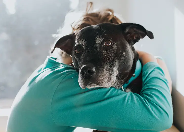 Seniors for Seniors Dog Adoption A Meaningful Connection